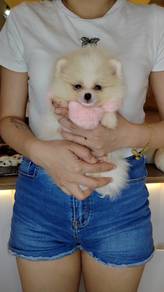 Pomeranian