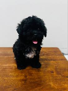 Toy poodle