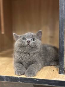 British Short Hair BSH Kitten Cat