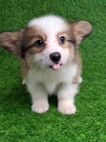 Corgi (long coat )