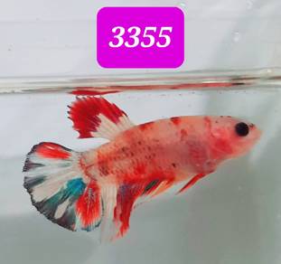 3355 Half Moon Multicolor + Betta Fish Food