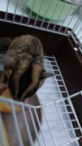 sugar glider