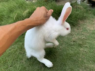 New Zealand White mix American Chincilla