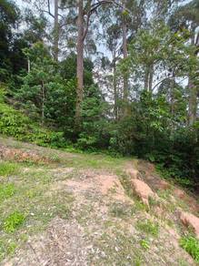 Agricultural Land in Teluk Bahang, PNG