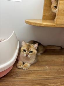 British Short Hair Golden
