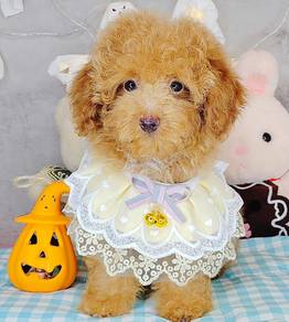 Poodle