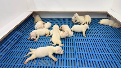 Dogo Argentino Puppy Parents imported