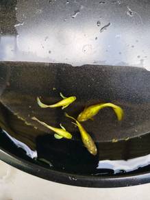 borong ikan guppy full gold rm5 