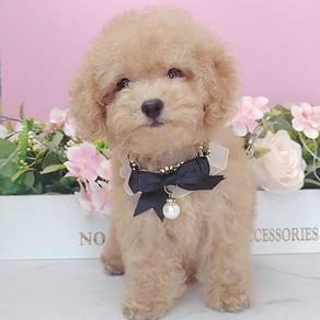 Poodle