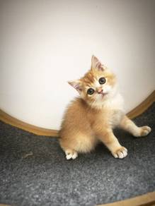 BSH Golden Purebreed Kittens