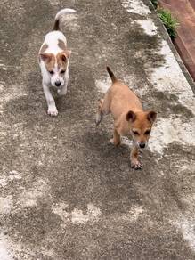 Anjing muda Young dogs