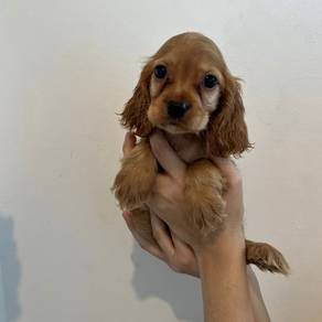 Cocker's Spaniel 08