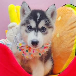 Wooly Husky
