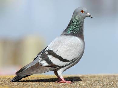 Burung merpati racing pejantan
