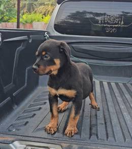 Rottweiler