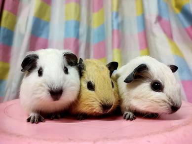California Guinea pig baby