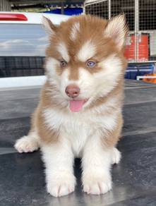 HUSKY WOOLY PUPPIES Beautifully M72 Male-Female