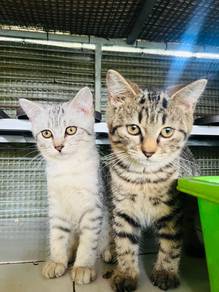 2 kittens for sale