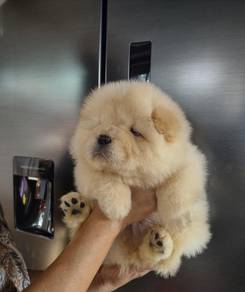 CHow Chow