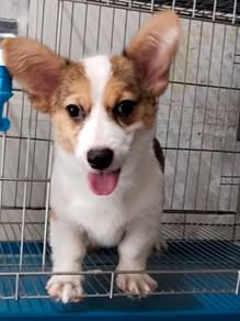 Corgi Puppy Male