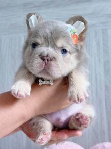 FRENCH BULLDOG PUPPIES 🌻VIP129 Long Fur / Boy