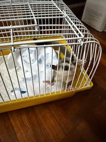 White Face Male Sugar Glider