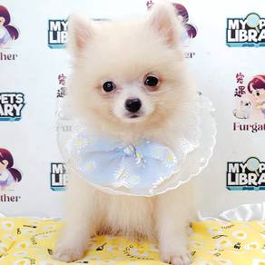 Pomeranian