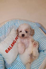 J0882 Maltipoo Fluffy and Playful Puppy