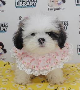 ShihTzu
