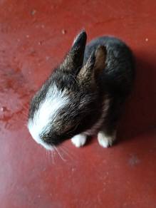 Netherland dwarf rabbit