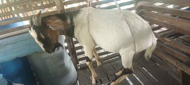 Kambing Kampung 