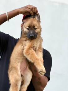 GERMEN shepherd hybrid Belgian shepherd