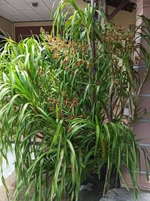 Garden Orkid