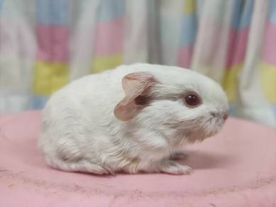 Guinea Pig 