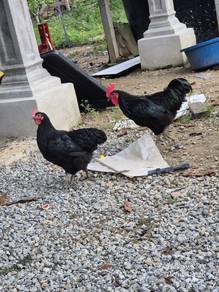 ayam black autrolop 