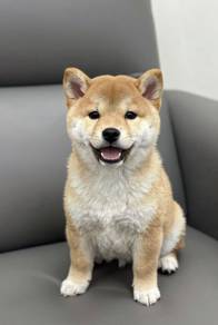 F7107 Furbaby shiba lnu meidum size dog with a fox