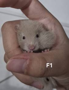 Hamster Big Bone