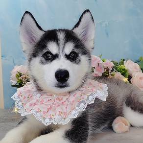 Wooly Husky