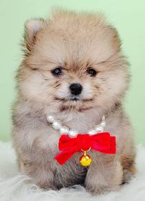 Pomeranian