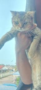 Bsh Male