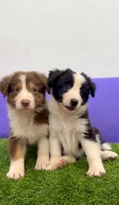 Border collie smartest breed MKA AND CHIP