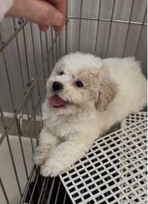 Poodle