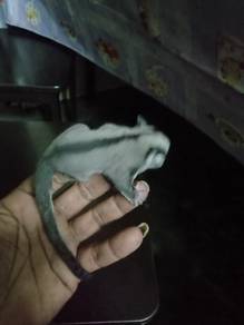 sugar glider female 15 day old...
