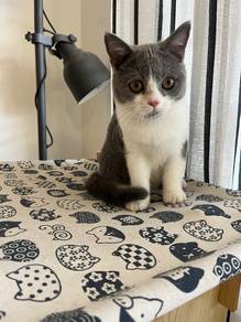 British Shorthair Kitten