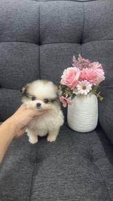 Pure Breed Mini Pomeranian (F) 