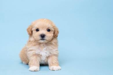 Maltipoo