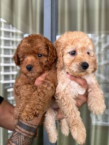 toy poo