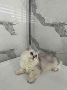 Munchkin female