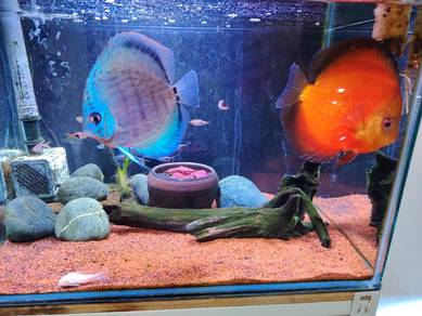 discus