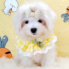 Maltese